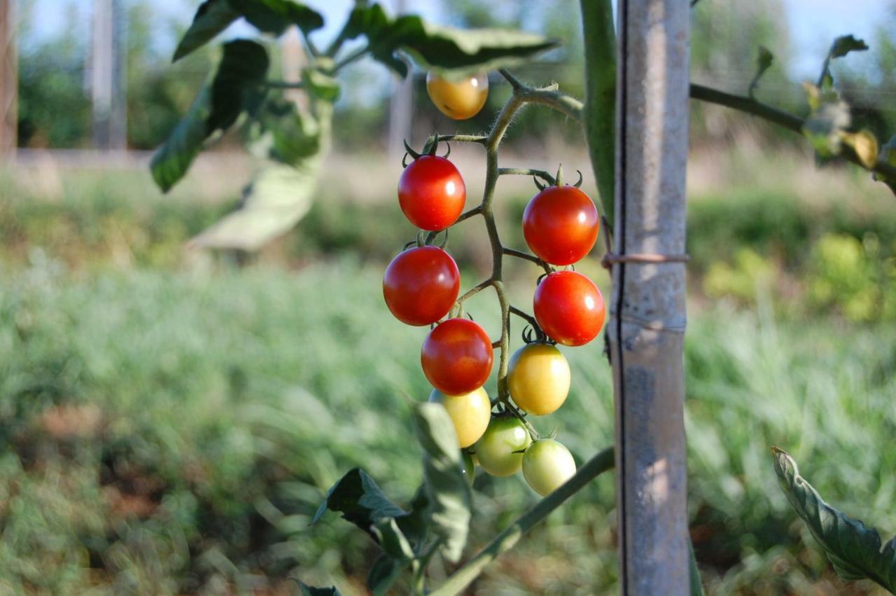 Societa Agricola La Staccionata Villa Staranzano Luaran gambar