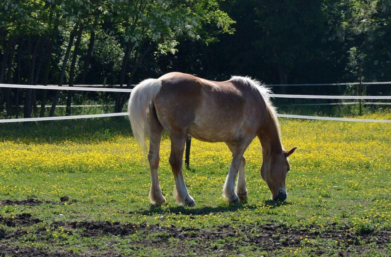 Societa Agricola La Staccionata Villa Staranzano Luaran gambar